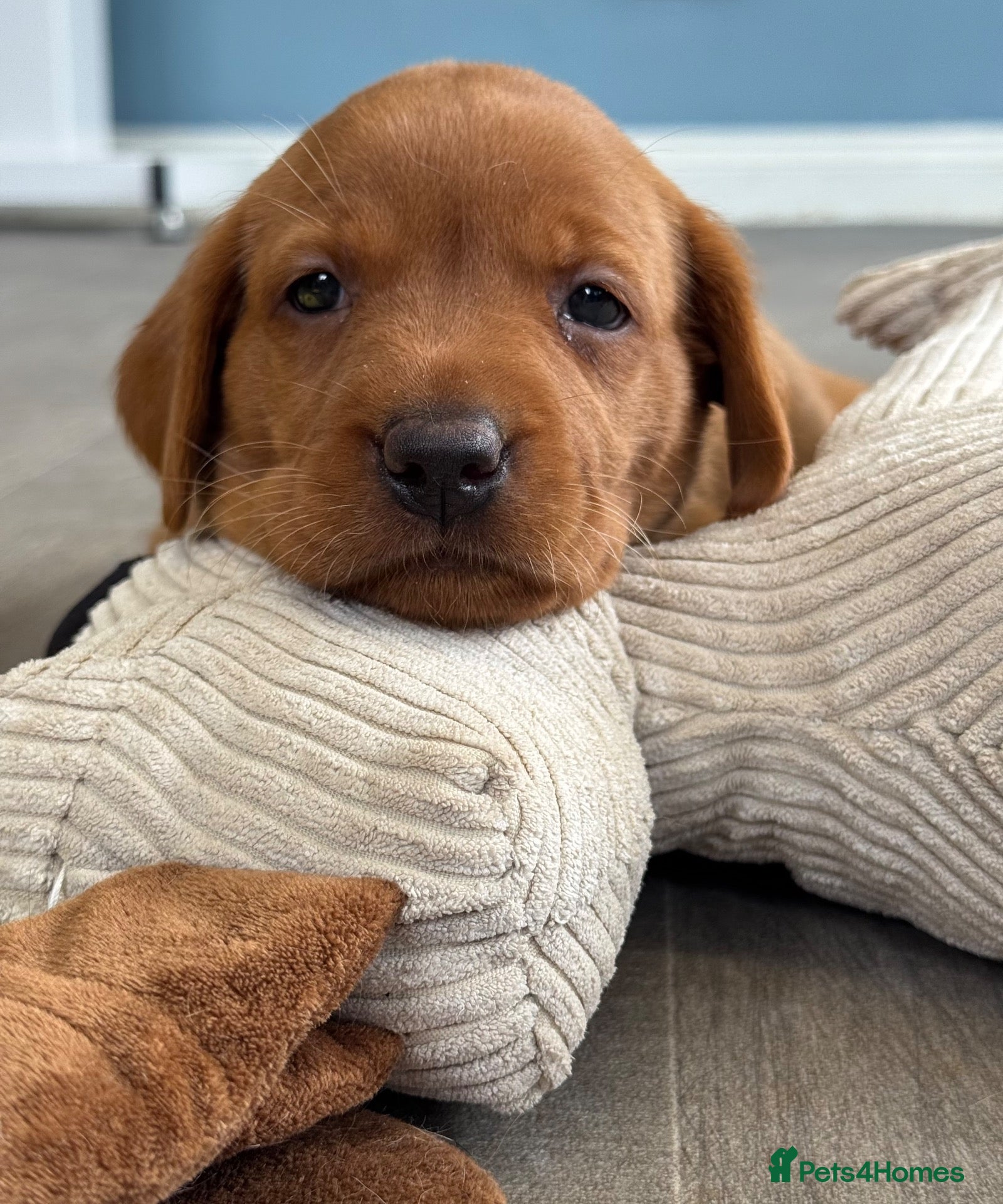 Labrador Retriever dogs True Fox Red Labrador Litter Boys & Girls  - Advert 2