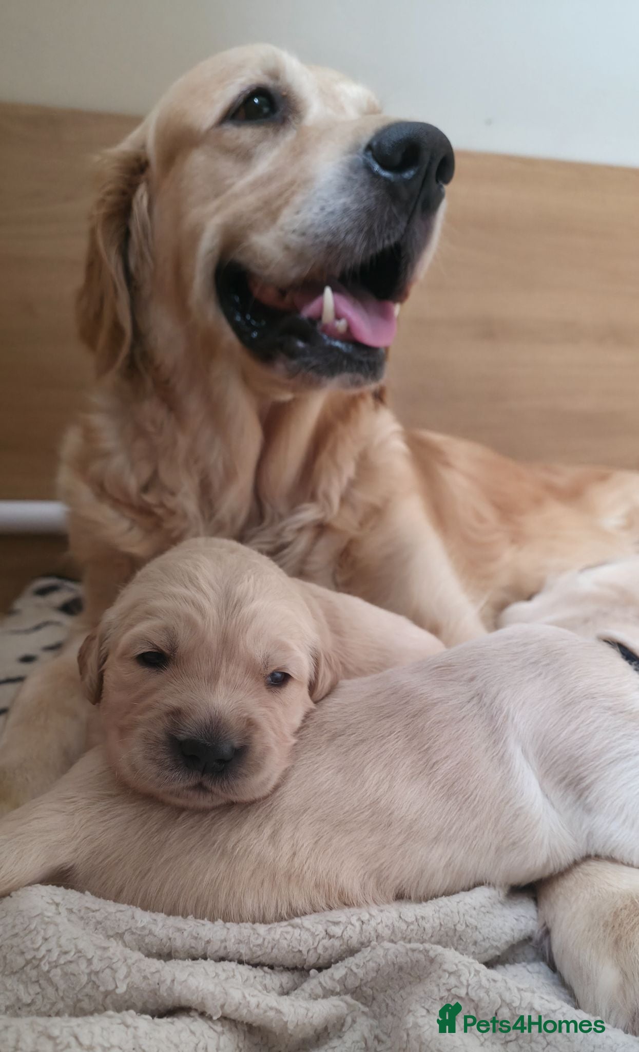 Golden Retriever dogs 5* Golden Retriver puppies - Advert 2