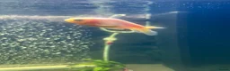 Goldfish fish for sale: White Ranchu  in London - Advert 1