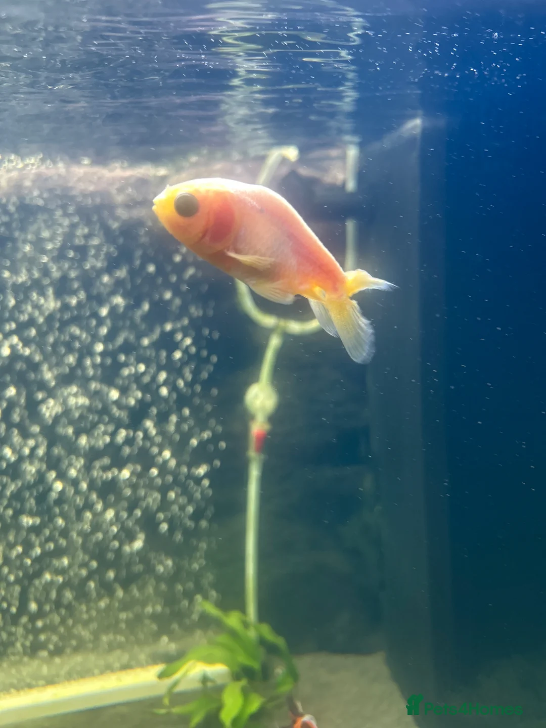 Goldfish fish for sale: White Ranchu  in London - Advert 1