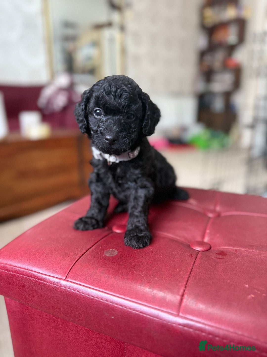 Toy Poodle dogs for sale: Toy poodle x chipoo male puppies - Advert 4