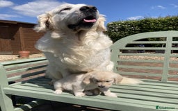 Goldador dogs for sale: Glorious and Galiant Goldador puppies for sale! - Advert 2