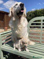 Goldador dogs Glorious and Galiant Goldador puppies for sale! - Advert 3