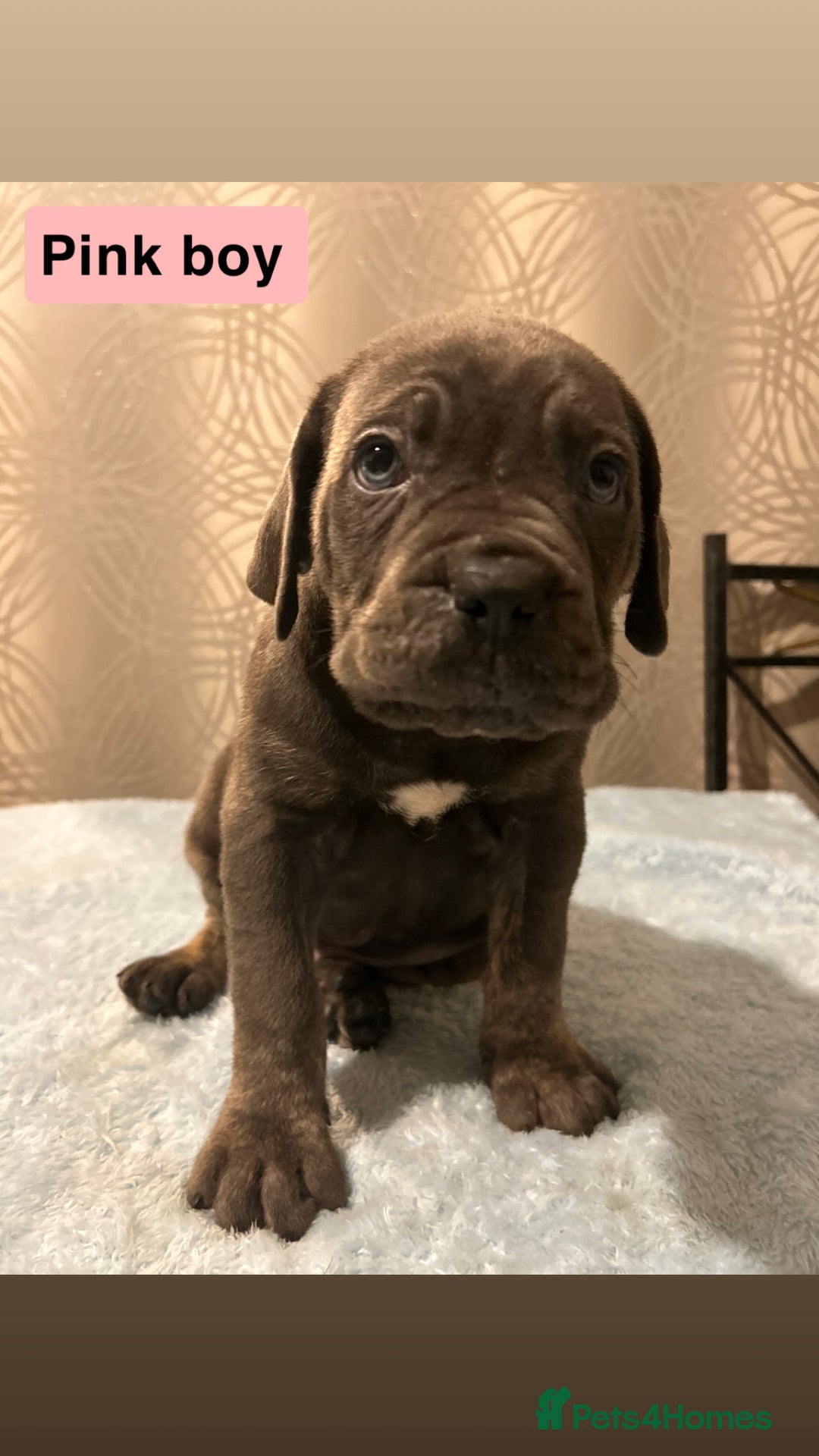 Cane Corso dogs for sale: 🐾 Stunning Cane Corso Puppies Available! 🐾 - Advert 6