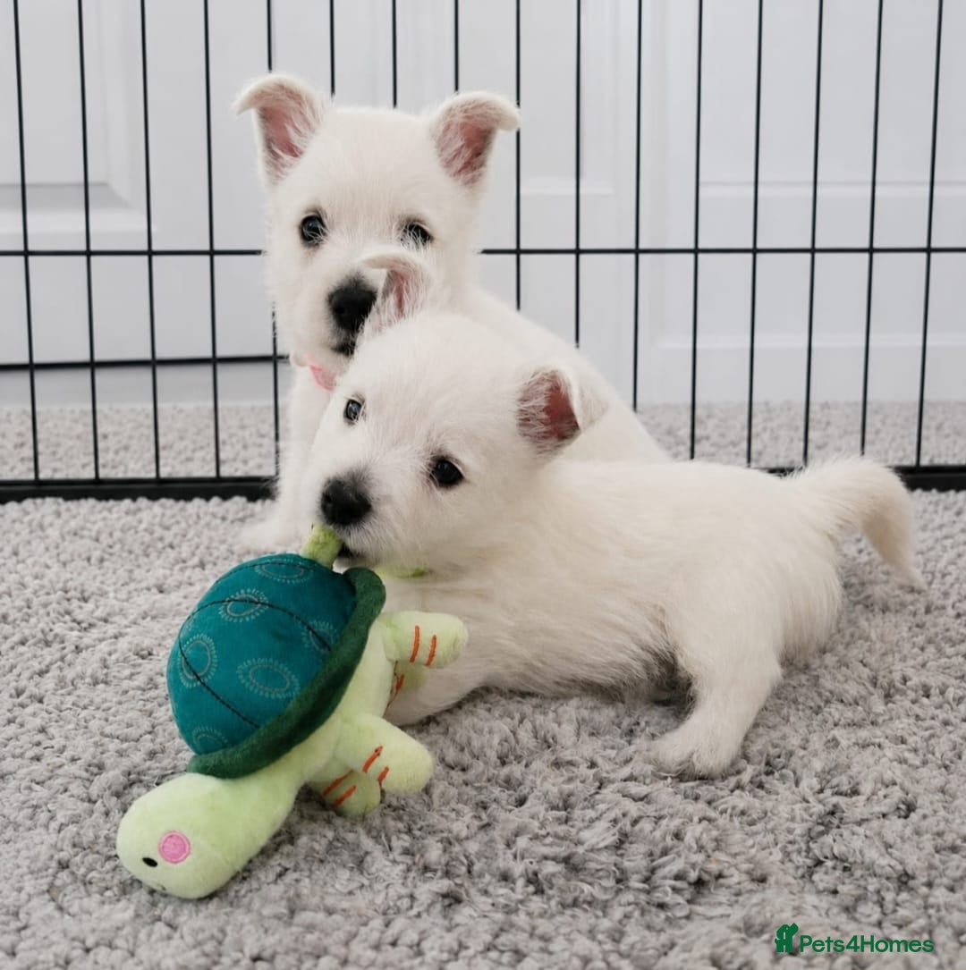 West Highland Terrier dogs KC Reg Westie Pups – Champion Lines - Advert 11