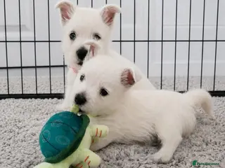 West Highland Terrier dogs KC Reg Westie Pups – Champion Lines - Advert 11