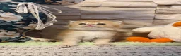 British Shorthair cats for sale: BEAUTIFUL GOLDEN BSH KITTENS AVAILABLE TO RESERVE - Advert 12