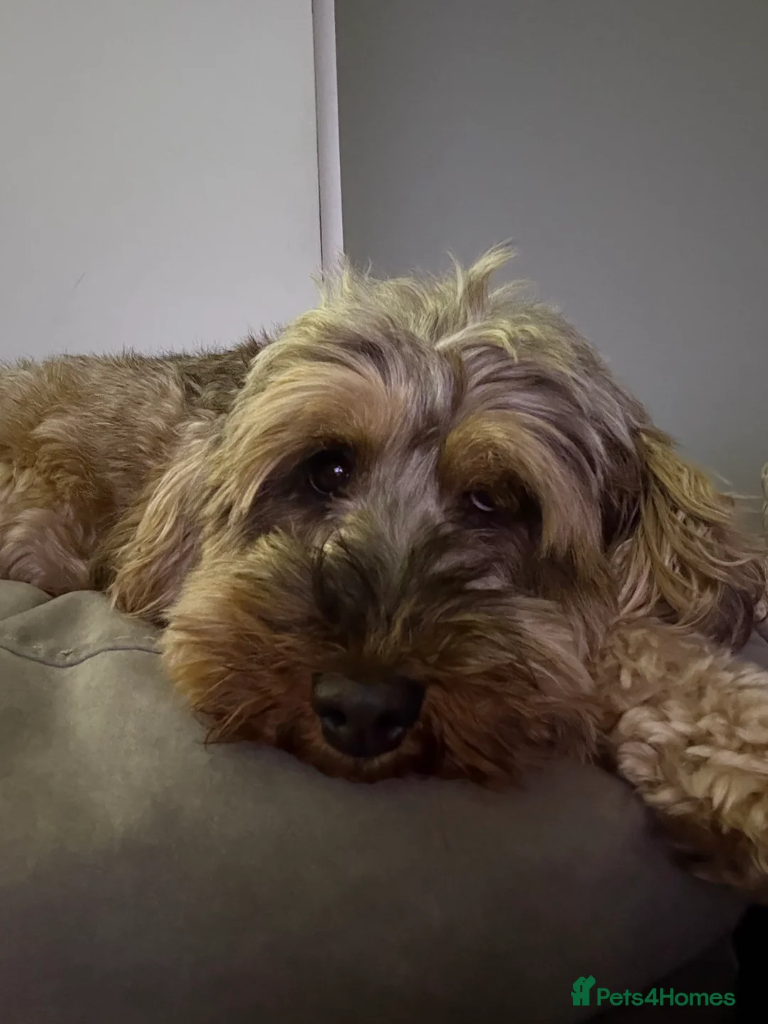 Cockapoo dogs for sale: Our Lovely 3 year old cockapoo to be rehomed  - Advert 3