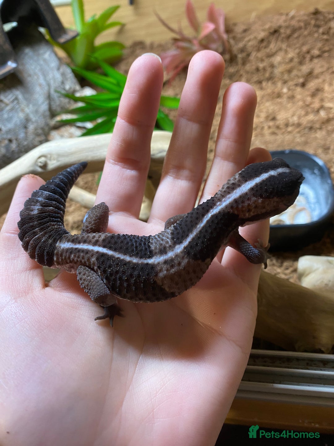 Gecko reptiles for sale: African fat-tailed gecko 🦎  - Advert 2