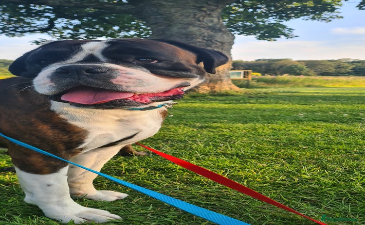 Boxer dogs - Advert 1