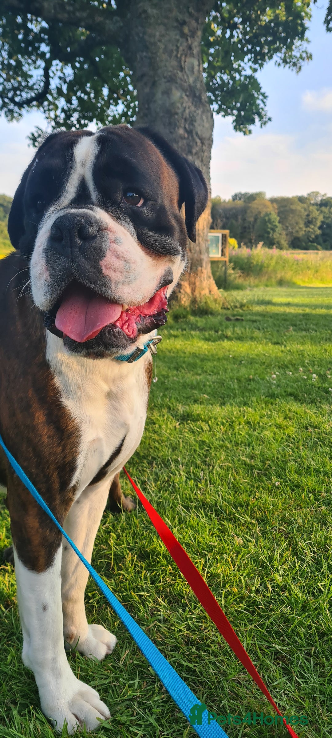 Boxer dogs for stud: New UK. Boxer Champion Bloodlines   - Image 6