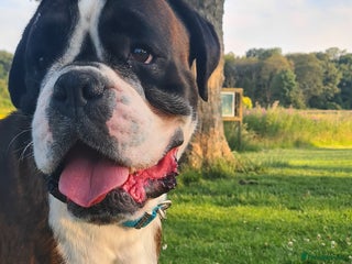 Boxer dogs - Advert 5
