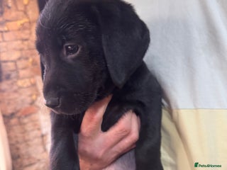 Labrador Retriever dogs Labrador pups - Advert 1