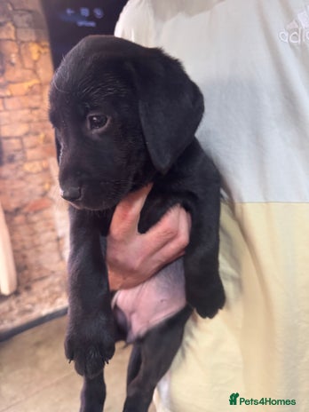 Labrador Retriever dogs Labrador pups - Advert 1