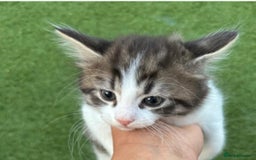 American Curl cats for sale: Kittens for sale  in Newport - Image 10