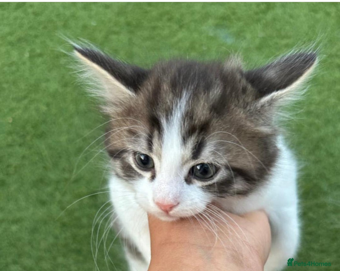 American Curl cats for sale: Kittens for sale  in Newport - Image 10