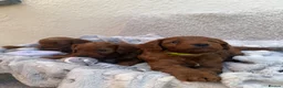 Cockapoo dogs for sale: 🐶✨F1 RED COCKERPOOS puppies 🐶✨ - Advert 20