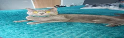 British Shorthair cats for sale: Kittens  - Advert 1