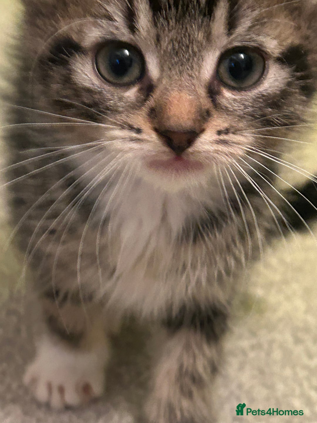 Mixed Breed cats for sale: Kittens for Sale £50 per kitten  - Advert 3