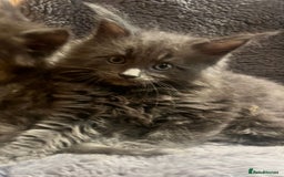 Maine Coon cats for sale: STUNNING MAINE COON KITTENS BLUE SMOKE (tica reg ) - Image 12