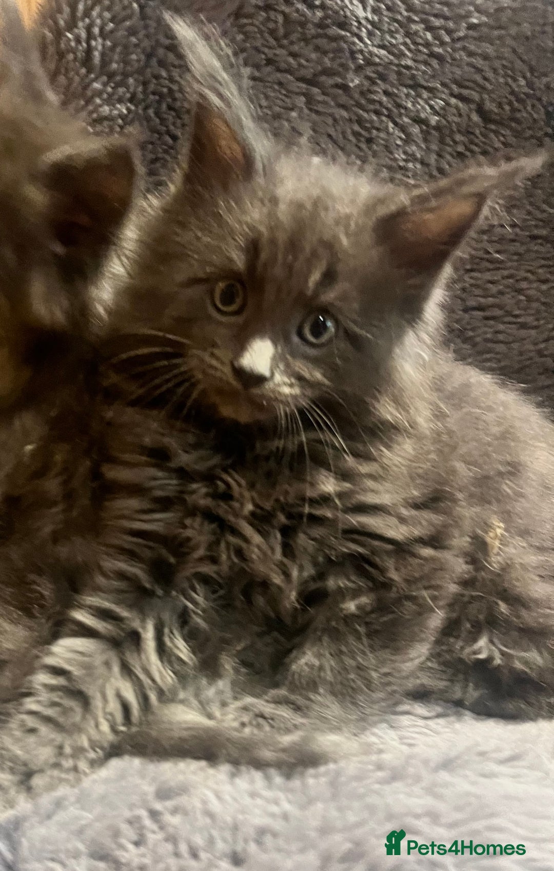 Maine Coon cats for sale: STUNNING MAINE COON KITTENS BLUE SMOKE (tica reg ) - Image 12