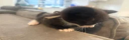 Mixed Breed cats for sale: Beautiful Kittens For Sale - Advert 31