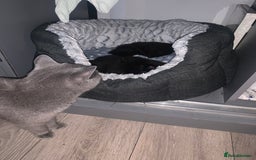 British Shorthair cats for sale: 4 British short hair  - Image 6