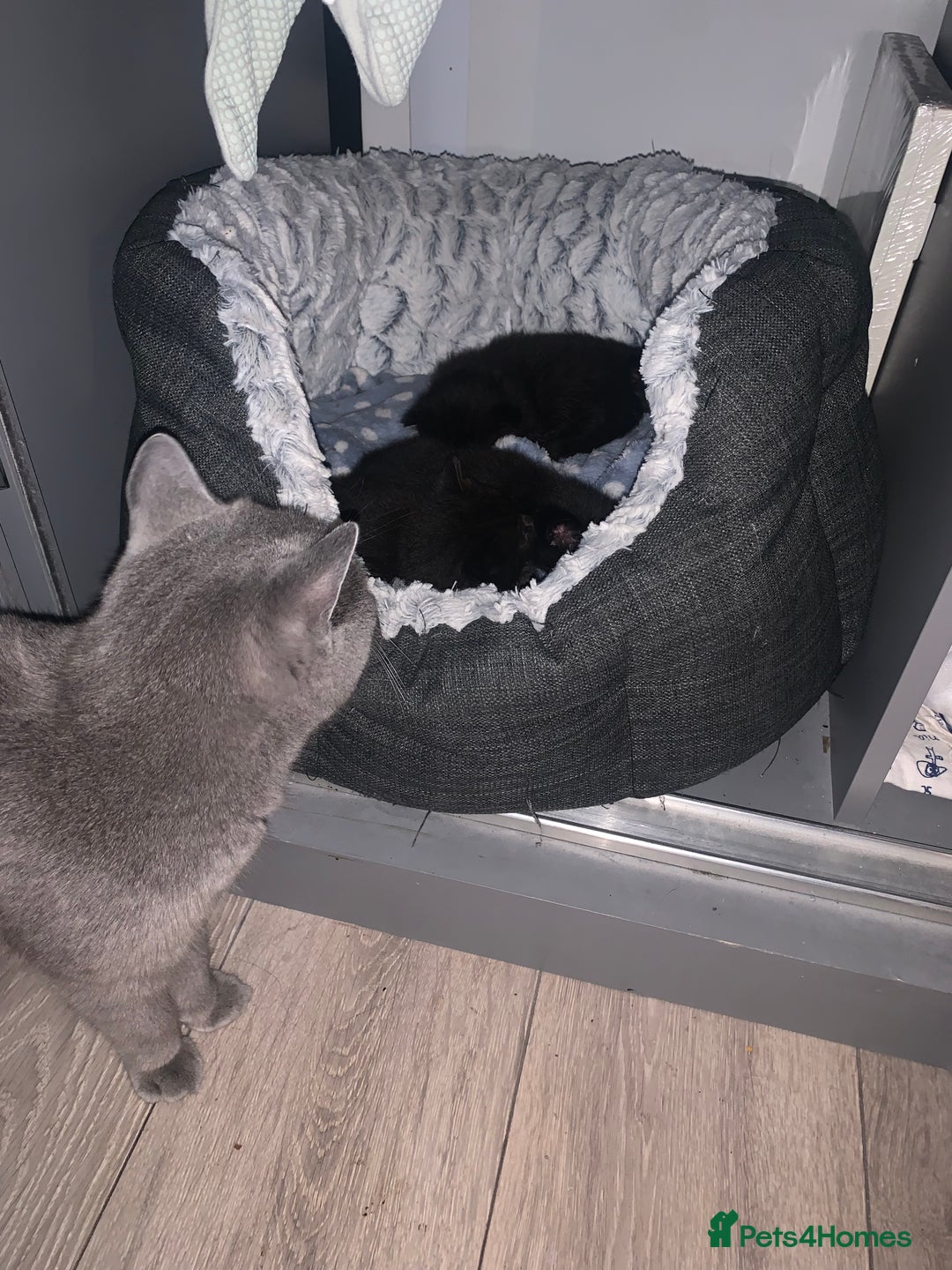 British Shorthair cats for sale: 4 British short hair  - Image 6