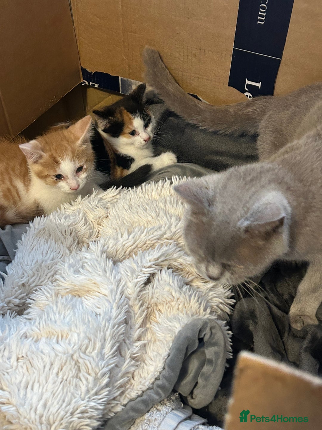 Mixed Breed cats for sale: Mixed breed British shorthair  - Image 7