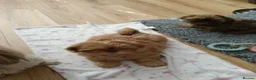 Shih Tzu dogs for sale: Imperial Shih Tzu puppy - Advert 4