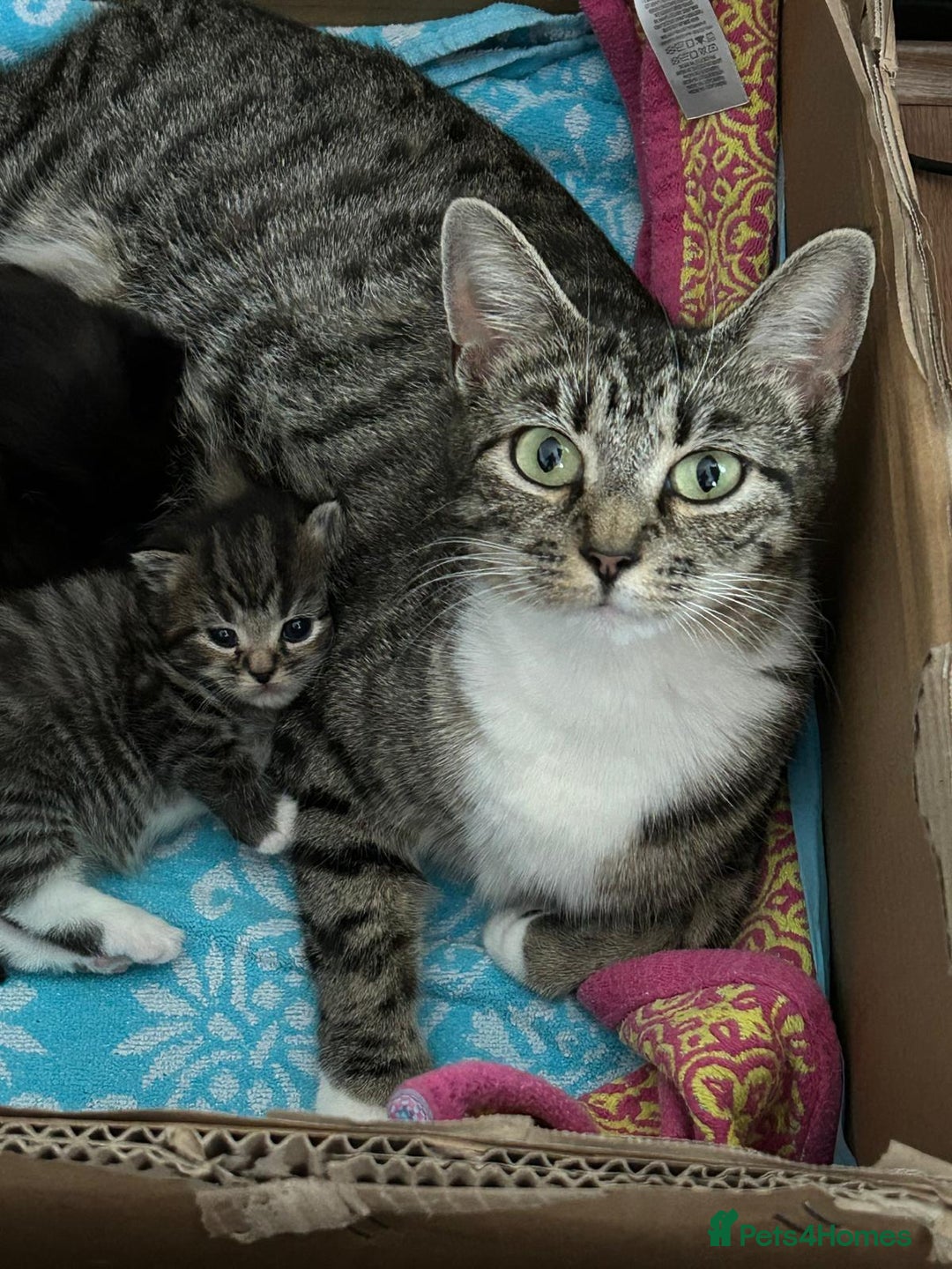Mixed Breed cats for sale: Kitten looking for a forever home - Image 2