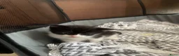 Domestic Shorthair cats for sale: Adorable tux kittens! - Advert 5