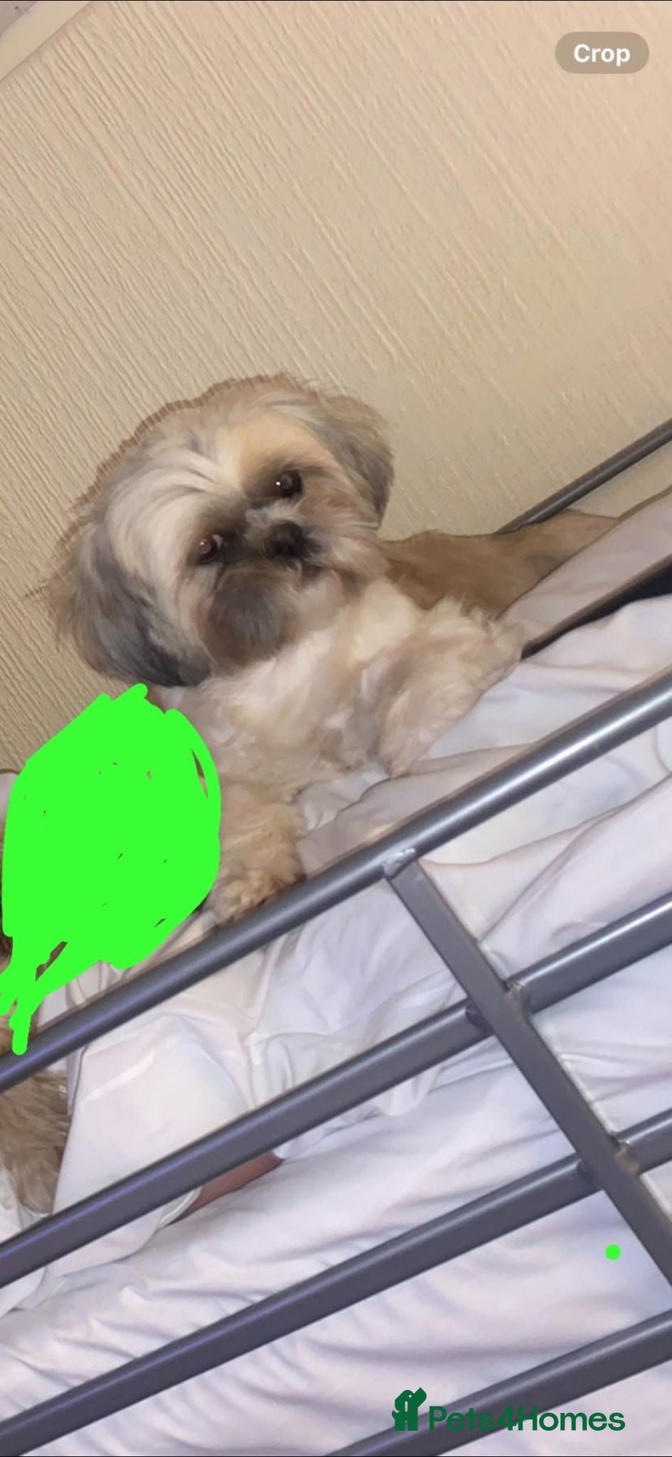 Shih Tzu dogs  Stunning Shizu pups for sale gravesend kent - Advert 1