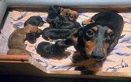 Miniature Dachshund dogs for sale: Ready Now super litter of Dashund puppies - Image 7