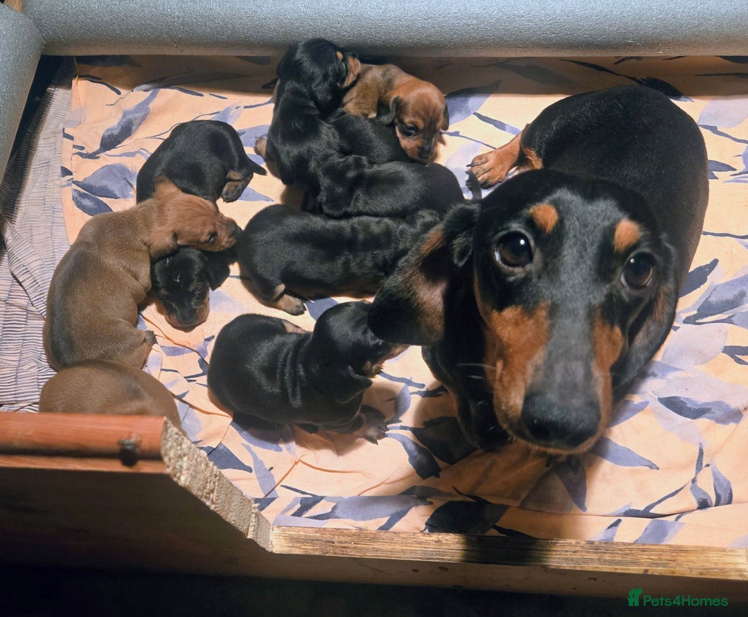 Miniature Dachshund dogs for sale: Ready Now super litter of Dashund puppies - Image 7