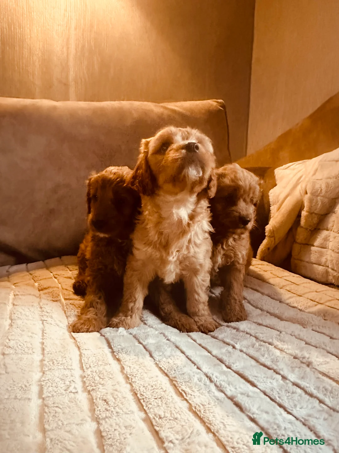 Cockapoo dogs for sale: Stunning cockapoos DNA health tested - Advert 1