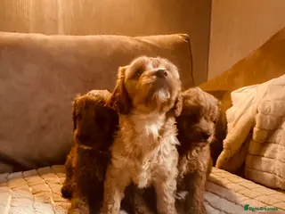 Cockapoo dogs Stunning cockapoos DNA health tested - Advert 1