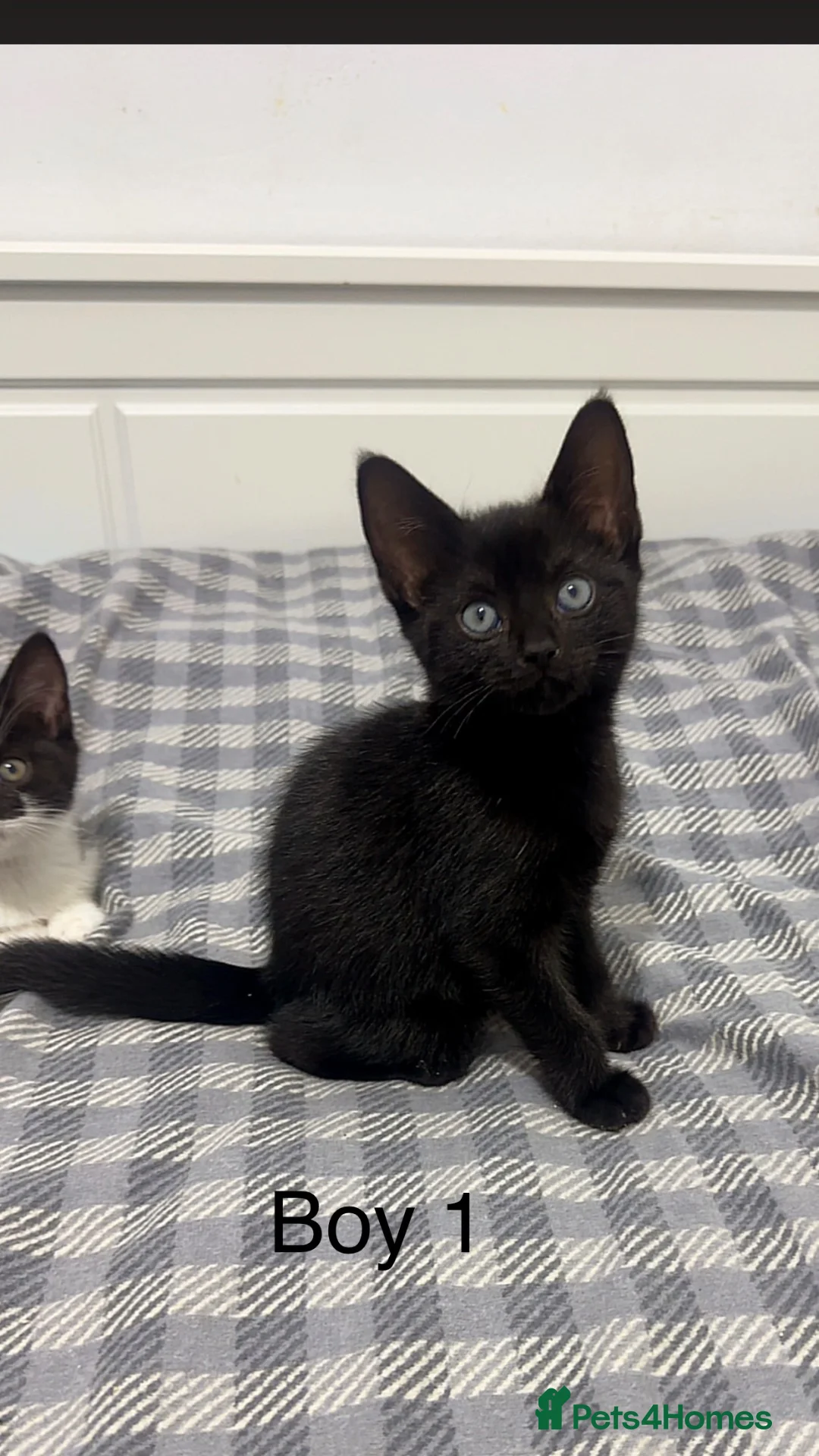 Mixed Breed cats for sale: Mixed kittens  - Advert 6