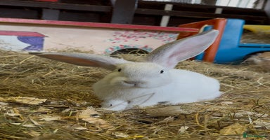 Continental Giant rabbits - Advert 2