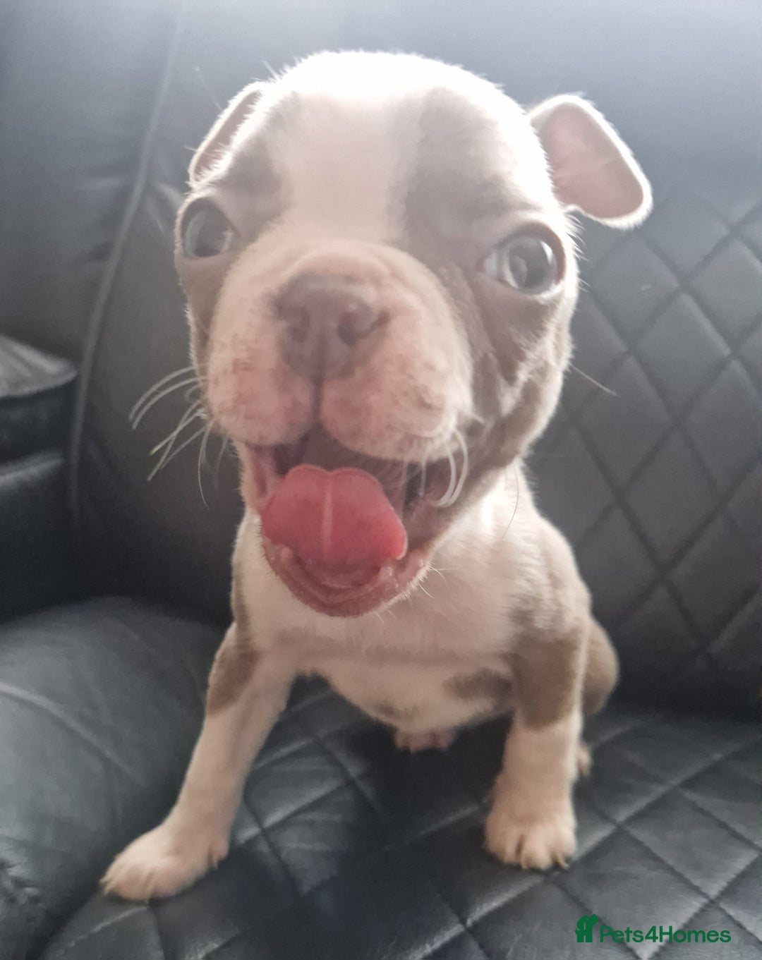 Boston Terrier dogs for sale: Stunning Champagne boston bitch for sale  - Advert 1