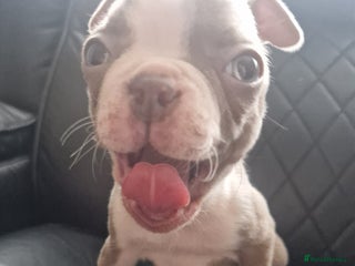 Boston Terrier dogs Stunning Champagne boston bitch for sale - Advert 1