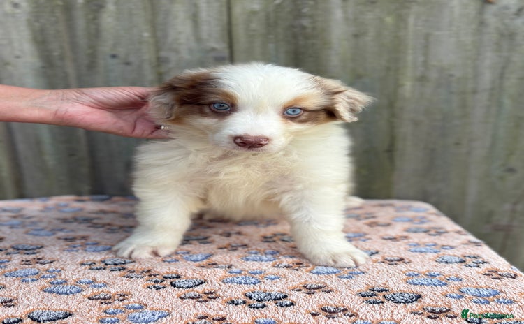 Australian Shepherd dogs - Advert 1