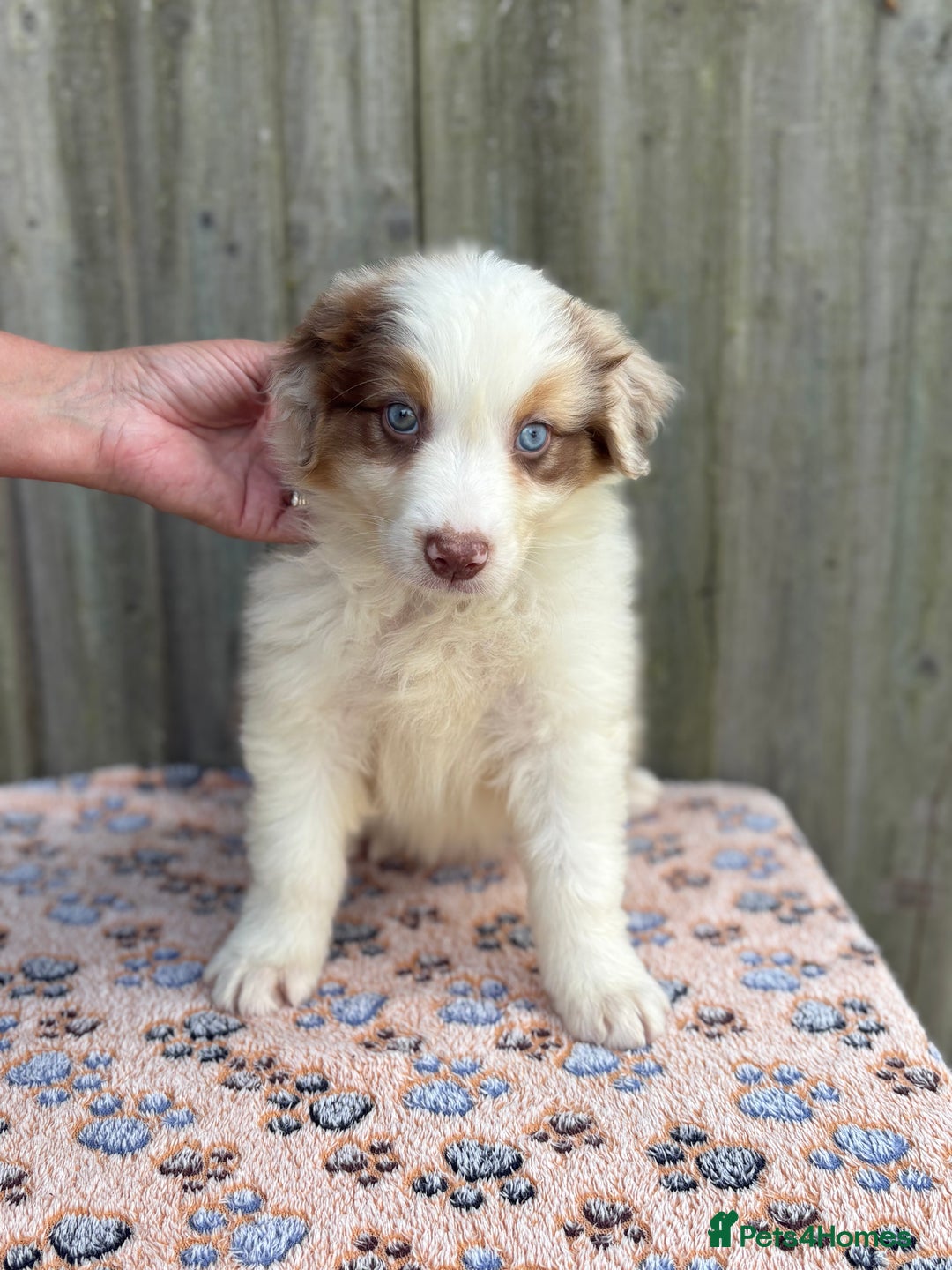 Australian Shepherd dogs for sale: Beautiful pedigree Australian Shepherd puppies - Image 1
