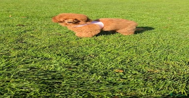 Miniature Poodle dogs - Advert 6