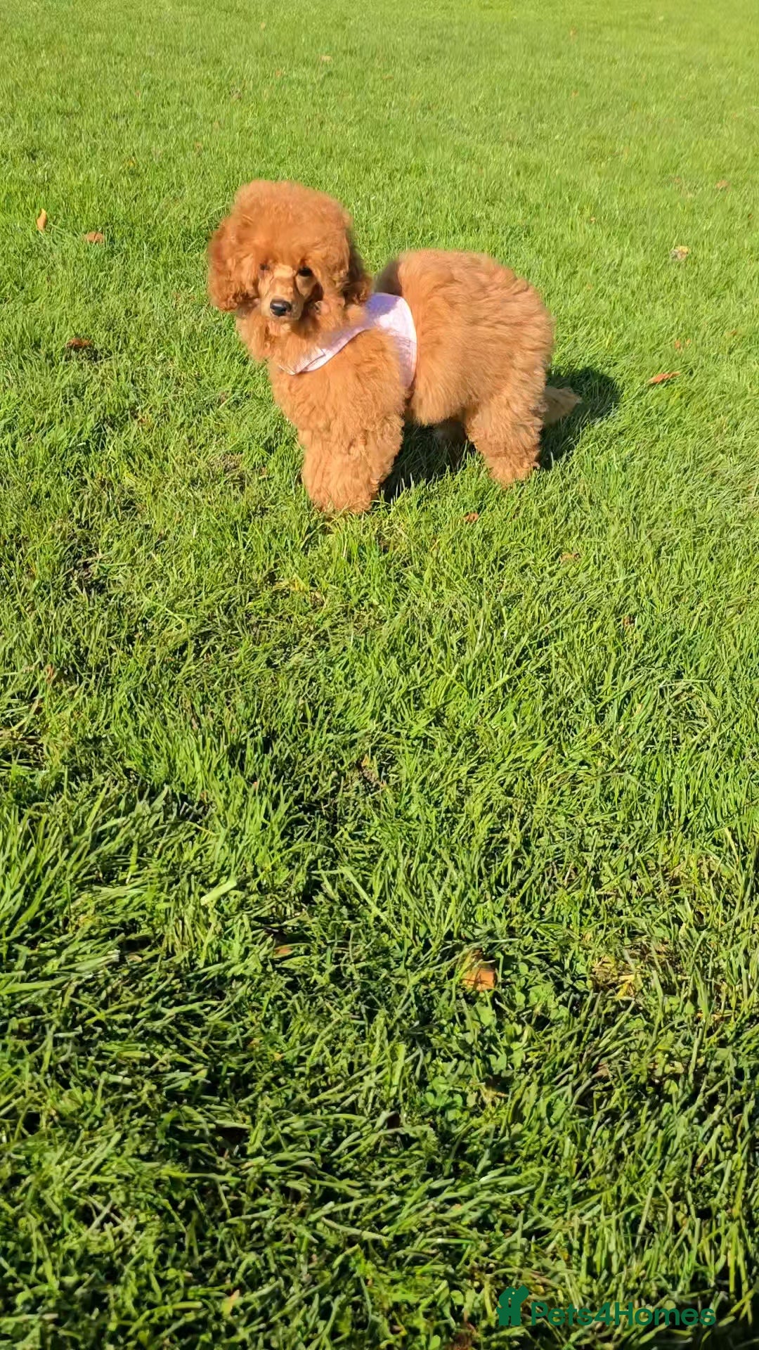 Miniature Poodle dogs for sale: KC Red miniature Poodle with excellent pedigree  - Image 3