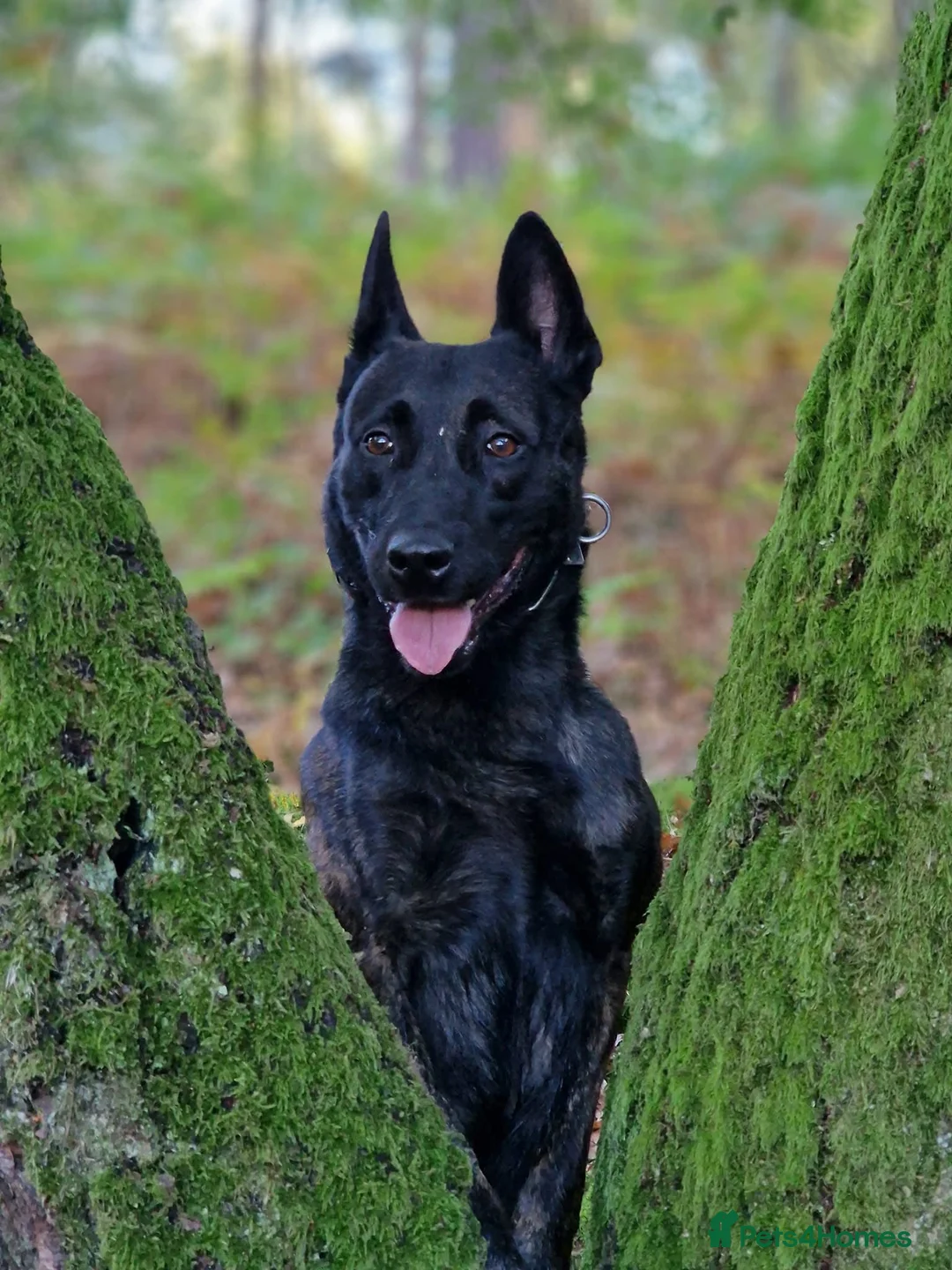 Belgian Shepherd Dog dogs for stud: Fenrir BRN 40887 - Advert 3