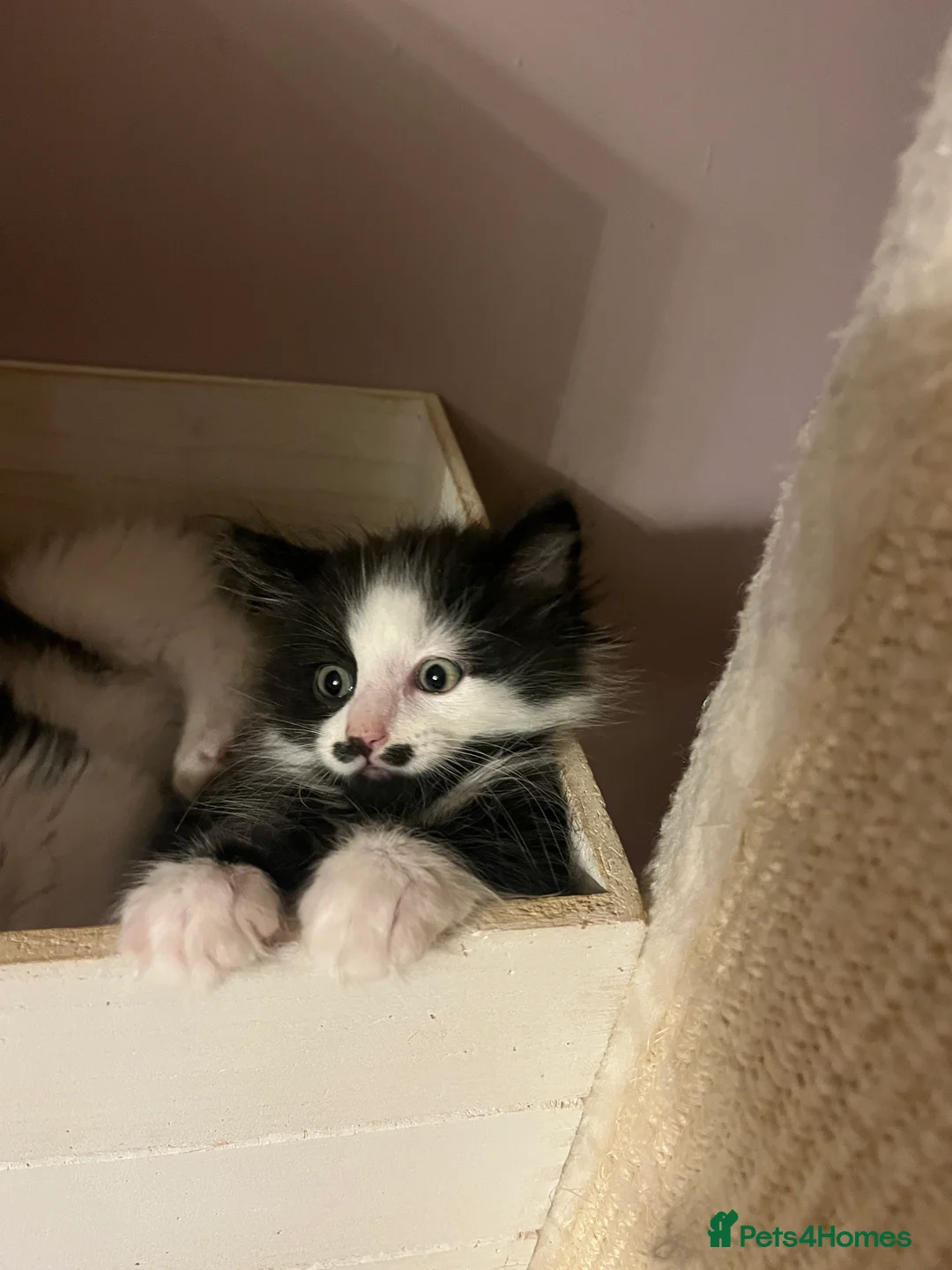 Mixed Breed cats for sale: Mr Moustache 🥸🥰beautiful long haired boy ❤️ - Advert 3