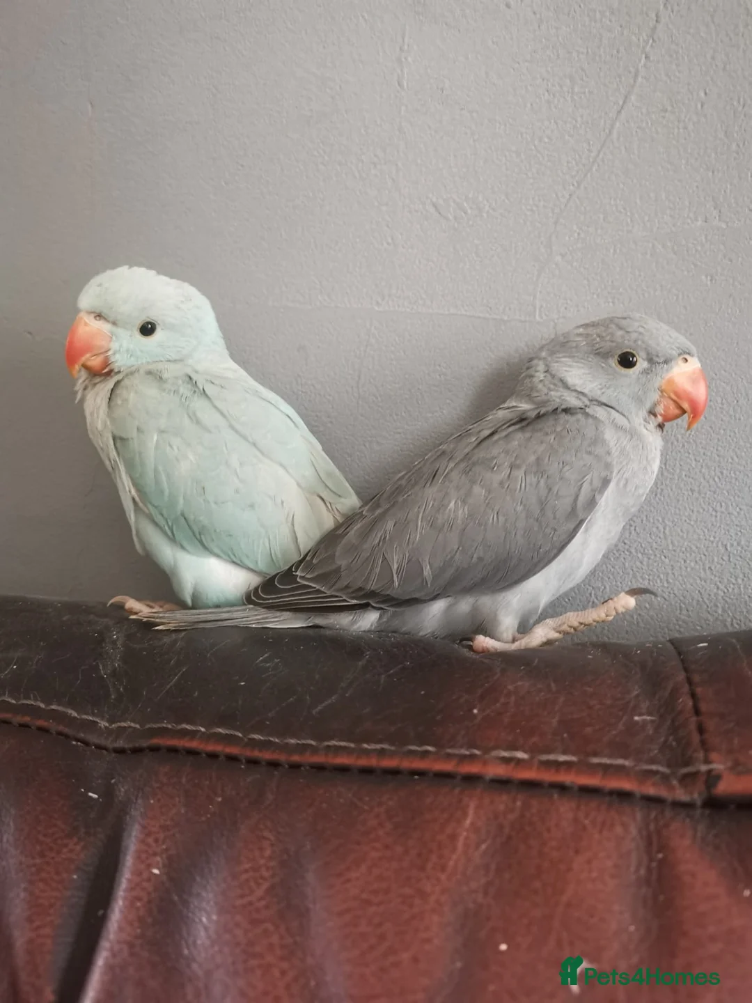 Ringnecks birds for sale: Ringneck babies  in Holywell - Advert 2