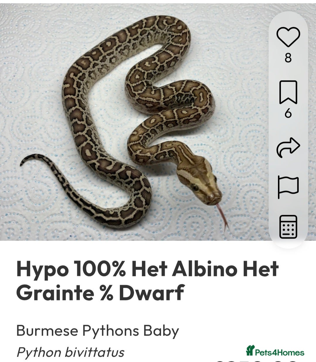Snake reptiles Hypo Dwarf burmese python  - Advert 2