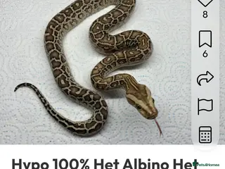 Snake reptiles Hypo Dwarf burmese python - Advert 2